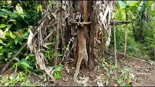 Create amazing wood trap to catch civet eat bananas in the old  garden good results