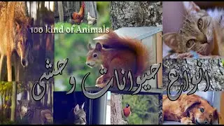 more thane 100 kinds of animal free use to subscriber