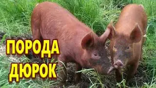 ПОРОСЯТА породы ДЮРОК /Лучшая мясная порода!