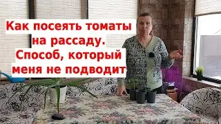 Все о рассаде томатов: как сеять, как правильно ухаживать в первые дни