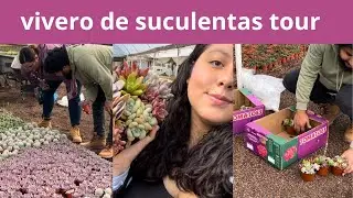 vivero + recuerditos de suculentas