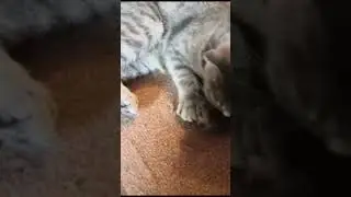 Лучший подарок для Нюши