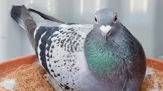 SOME PIGEON LOFT CHANGES