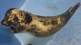 31.05.2024: Водоплавающий журавль, закат, выпуск серой неясыти и ежей