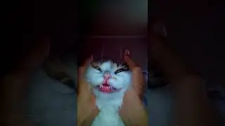 Кошачий прикол. Улыбка стоматолога.