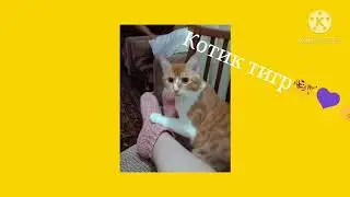 Новый клип про котика тигра!!!🐅🐈💜👍