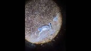 Caza nocturna de conejo #hunting #22wmr #22lr #caza