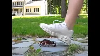 N9 - Bug Crush Teaser - White Sneakers and Crayfish