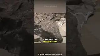 The Most Well Preserved Dinosaur Fossil