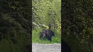 Some more of mama grizz