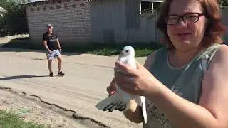 #Pigeons