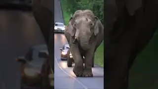 น่ารักที่สุด #เขาใหญ่ #elephannature #animalnews #animals #forestelephant #elephanthabitat