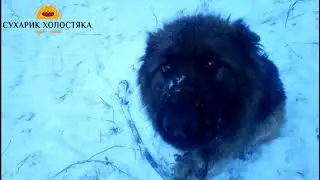 ПЕРВЫЙ ВЫЕЗД НА РЫБАЛКУ  С СОБАКОЙ!!!!