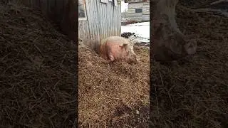 sunbathing 