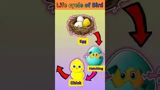 #lifecycles #birds #toddlerlearningandfun #lifecycleofbird #kidslearning #shortsforkids #easylearn