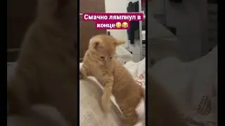 До конца😂 #cat #cats #catshorts #кот #котики