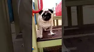 Соня мопс