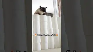 This cat never gave up! #kittisaurus #challenge #overcome #cats