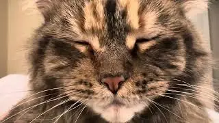 Cat Purring ASMR