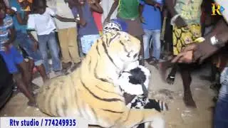 Incroyable... Un tigre échappé de Hann neutralisé par le lion des Parcelles