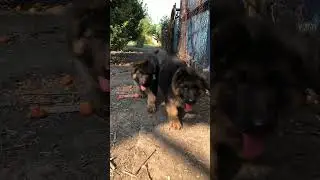 На минуту упустили из виду 🤣🤣 