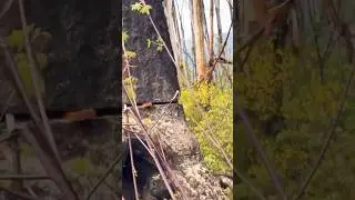 difficult day #wood #woodcutter #viral #tree #treecutting #shortsfeed #chainsawcarving #chainsaw