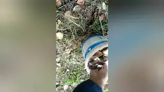 Поход за грибами.