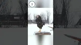 Поют Орловские 