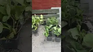 видео письмо благодарность от нашего покупателя