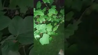 ночные кружева Чиканка, тапок в трусах