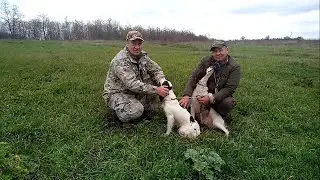Английский спрингер-спаниель и реальная охота с ним / Сравнение с эпаньол-бретоном от заводчика!