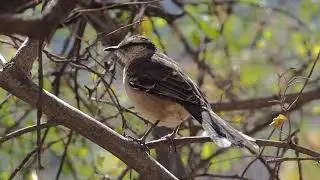 Aves de Capilla del Monte, Sierras de Córdoba, cerro Uritorco.