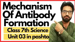 Mechanism of antibody formation | Class 7th science - Unit 03 | Immunity and disease