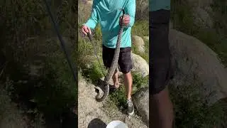 Relocating the southern pacific rattlesnakes!
