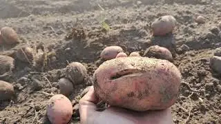 УТИНЫЙ ХВОСТ | Как копать картофель трёхколёсным мотоблоком МТЗ
