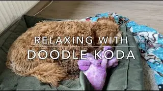 Sleeping dog with relaxing music - stress relief