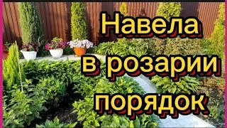 Сегодня о розах и не только💐