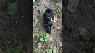Что это за птица