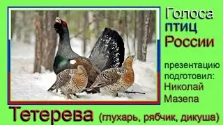 Тетерева. Голоса птиц России