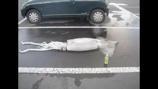 the squiddy blowjob at arbys.