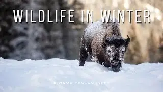 Wildlife in Winter  🦬🦢🦌🐇❄️
