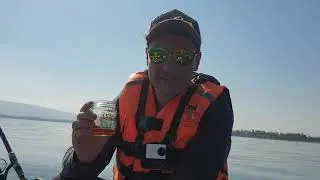 Kinneret. Catfish against carps)))
