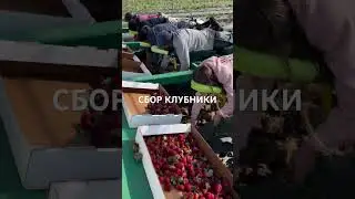 Сбор клубники 2024