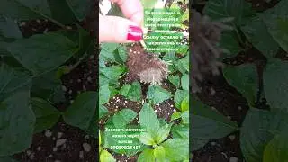 Результат самого позднего укоренения от 05.08.24 #гортензииметельчатые