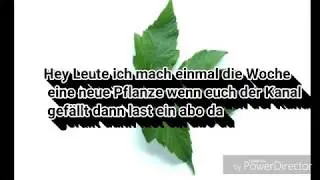 Pflanze der Woche Eschen-Ahorn Acer negundo