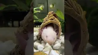Можно ли оставлять аксолотля дома дома одного? Отвечаю на ваши вопросы 💖 