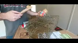 Does baking soda really kill rats ?