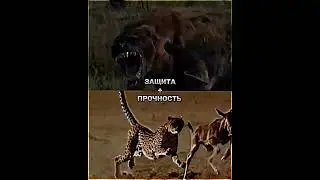 Гиена vs Гепард