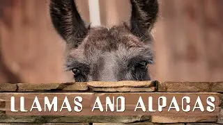 Funny and Cute Alpaca & Llama Videos Compilation😄