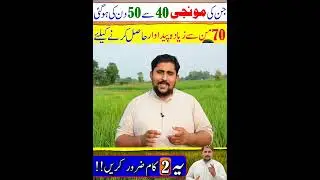 rice farming #rice #shortfeed #shorts #apnakisanpakistan